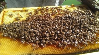 A la découverte de l'apiculture