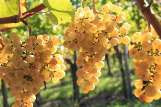 Balade vigneronne : Domaine Larroudé