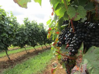 Automne Gourmand : Rencontre dans les vignes avec un vigneron