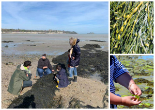 KIDS'ALGUES : Sortie découverte des algues « spéciale enfants » !