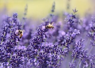 Atelier nature à la ferme : Découverte du monde des abeilles