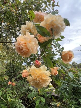 Visite découverte du jardin et sa collection de roses