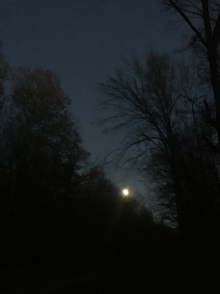 Dans le cadre de Nuits des Forêts : la nuit des histoires