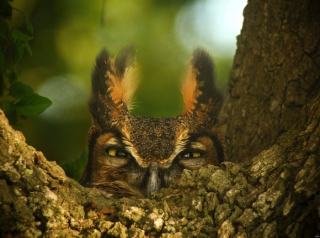 Les oiseaux de nos forêts: zoom sur les rapaces
