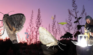 La découverte du monde mystérieux et fascinant des papillons de nuit et de leurs