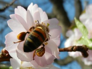 Du pollen plein les pattes... Insectes pollinisateurs du jardin Villemin