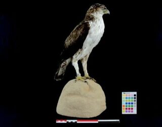 Visite guidée « L’aigle de Bonelli : une espèce patrimoniale »