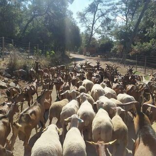 Découverte de l'élevage caprin de la chèvrerie de Valbonne