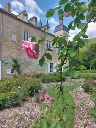 Visite "Mille et une roses" par Richard, jardinier d'art de l'abbaye de Beaulieu
