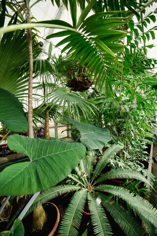 Visites guidées des serres d'agronomie tropicales - Parc du Grand Blottereau