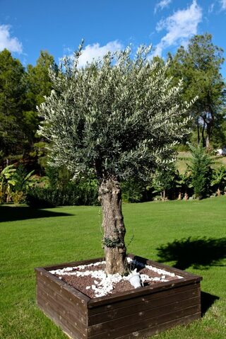 L'olivier du souvenir