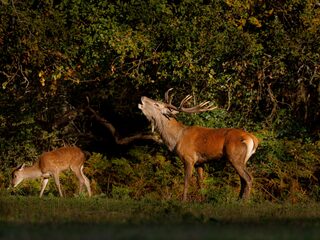 L'écoute du brame à Chambord