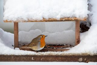 Accueillir les oiseaux des jardins : comprendre, observer et protéger