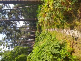 Randonnée bivouac en forêt d'Halatte