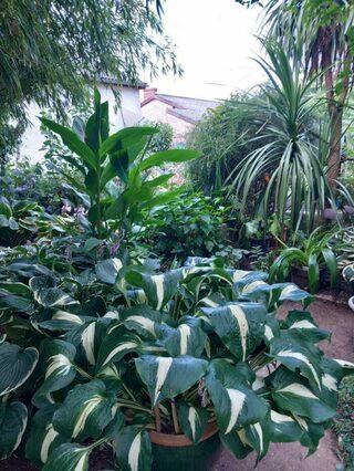 Découverte d'un petit jardin de ville