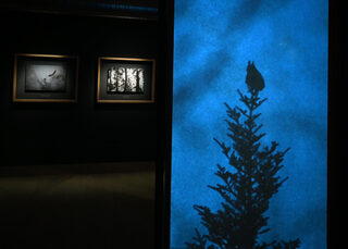 Visite guidée de l'exposition 