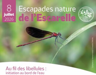 Au fil des libellules : Initiation au bord de l’eau