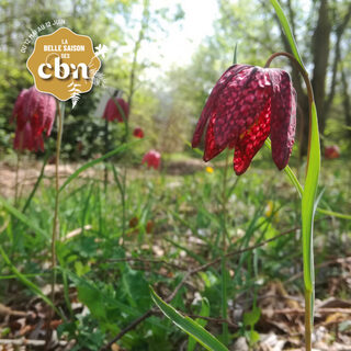 Balade à la découverte du Marais de Boistray et de sa flore