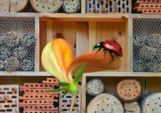 Conférence et atelier : Insectes auxiliaires & permaculture