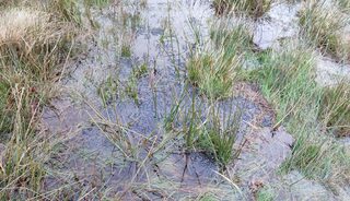 Tourbière des Dauges : la bourse ou la vie