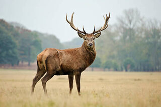 L'exploitation du cerf au Néolithique