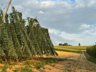 Les Vendredis Houblonnés sur le Sentier du Houblon