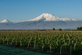 Vins d’Arménie, berceau d'une civilisation du vin