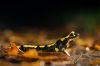 La salamandre, l'amphibien royal