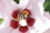 Visite guidée sur les pollinisateurs à Gisacum