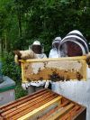 Visite aux abeilles
