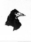 Le Corbeau : un oiseau mal aimé ?