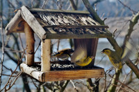 « Construction d'une mangeoire à oiseau »  à Terres d'oiseaux