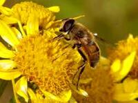 Fête de l'abeille "Apifolies"