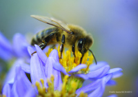 Enquête sur la disparition des abeilles, conférence par Freddie-Jeanne Richard