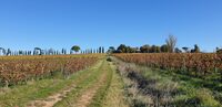 Malagar autrement - Entre les vignes, Mauriac et Toulouse-Lautrec