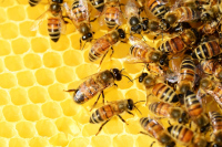 Projection du documentaire : Être avec les abeilles à Boursay