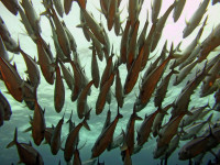 Migration des poissons et changement climatique