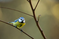 VAL-DE-REUIL (27) - Réserve ornithologique de la Grande Noë : Les oiseaux nourri