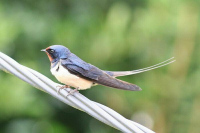 VAL-DE-REUIL (27) - Réserve ornithologique de la Grande Noë : Les hirondelles