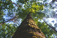 Balade botanique : Aux origines du nom des arbres et des plantes