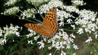 Dans le cadre de Nuits des Forêts : Identifier les papillons, libellules et orth
