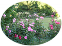 Visite du jardin "les roses de Margot"