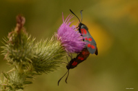 Balade naturaliste : découverte des papillons de nuit et autres insectes nocturn