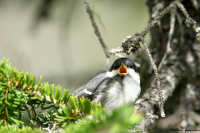 LE-CAULE-SAINTE-BEUVE (76) - Les premiers envols de nos oiseaux forestiers