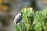 FORGES-LES-EAUX (76) - À chaque oiseau, son arbre préféré !