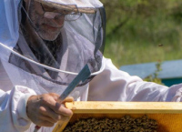 Visite du monde fascinant des abeilles au Rucher Saint Gervais