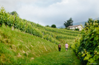 Randonnée accompagnée Mendi Gaiak : Vignes d'Irouléguy