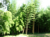 La Bambousaie du Mépas : 15000m2, 50 variétés de bambous