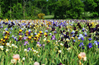 Visite d'une collection de plus de 2000 variétés d'Iris