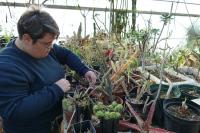 Atelier parent-enfant : tel un horticulteur, multipliez des plantes en serre !